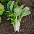 Pak Choi frø 'Taisai' - 50 Økologiske Frø