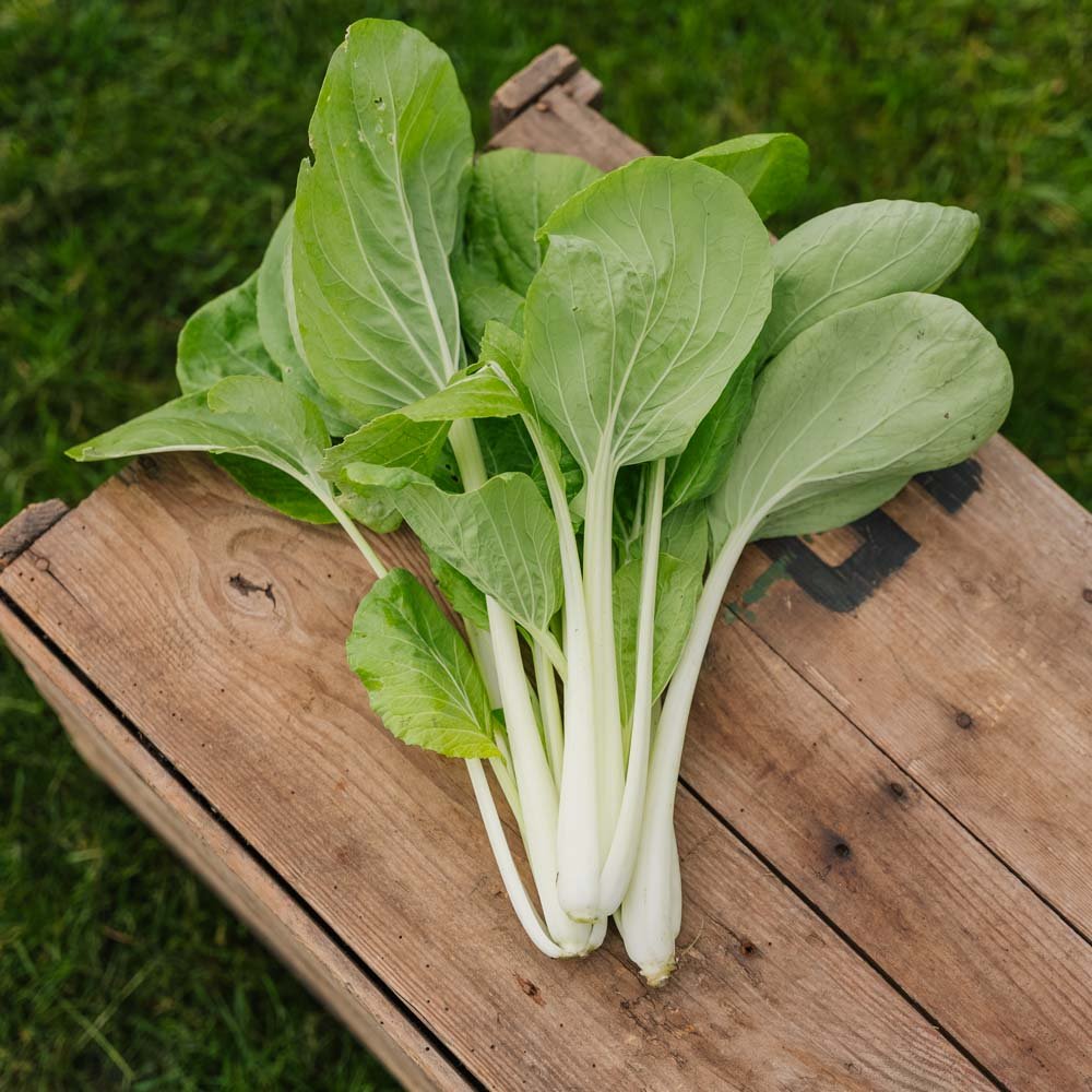 Pak Choi frø 'Taisai' - 50 Økologiske Frø