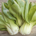 Pak Choi frø 'Yorokobi' - 50 Økologiske Frø