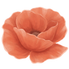 Valmue barrodsplanter / Papaver