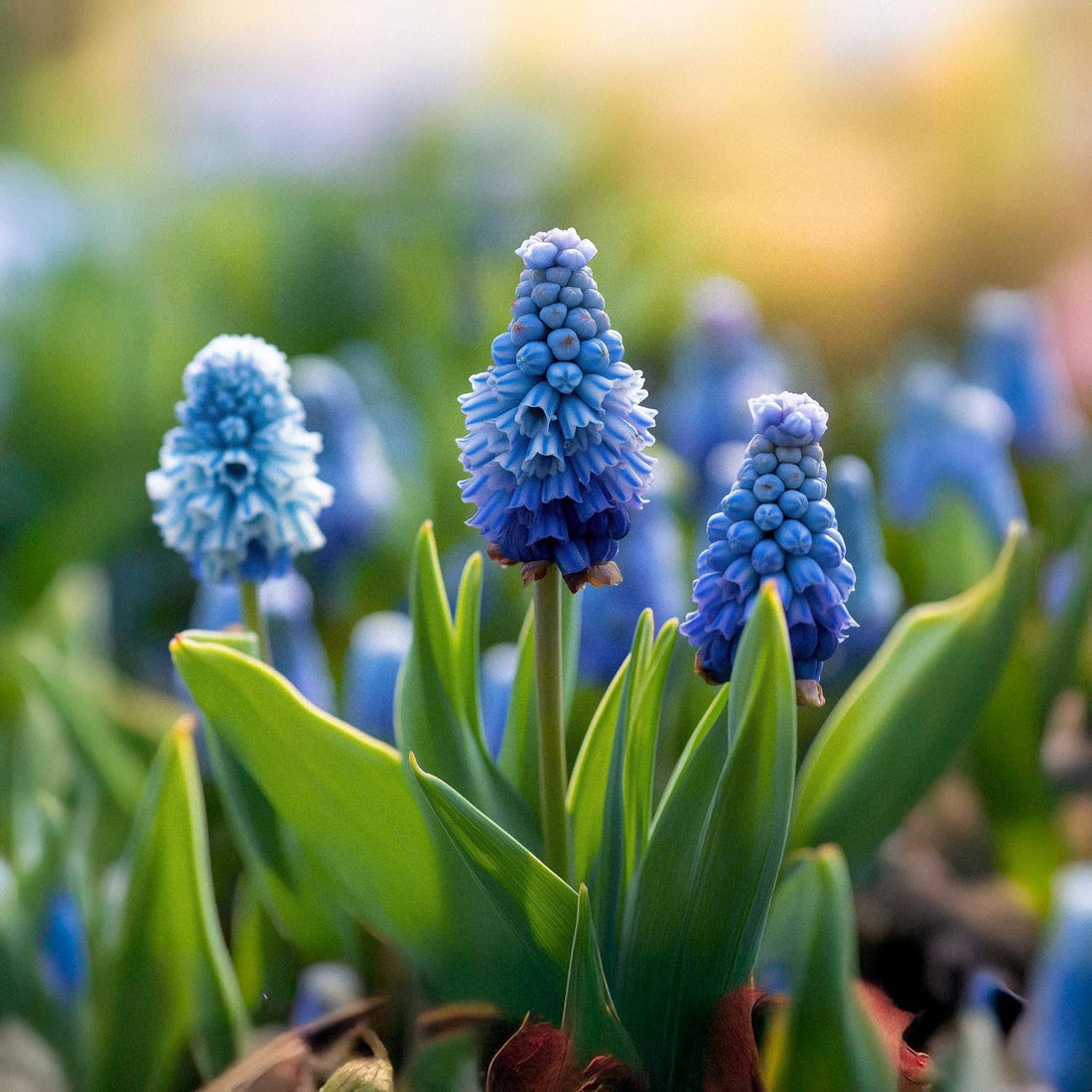 Perlehyacint, Muscari 'Azureum'