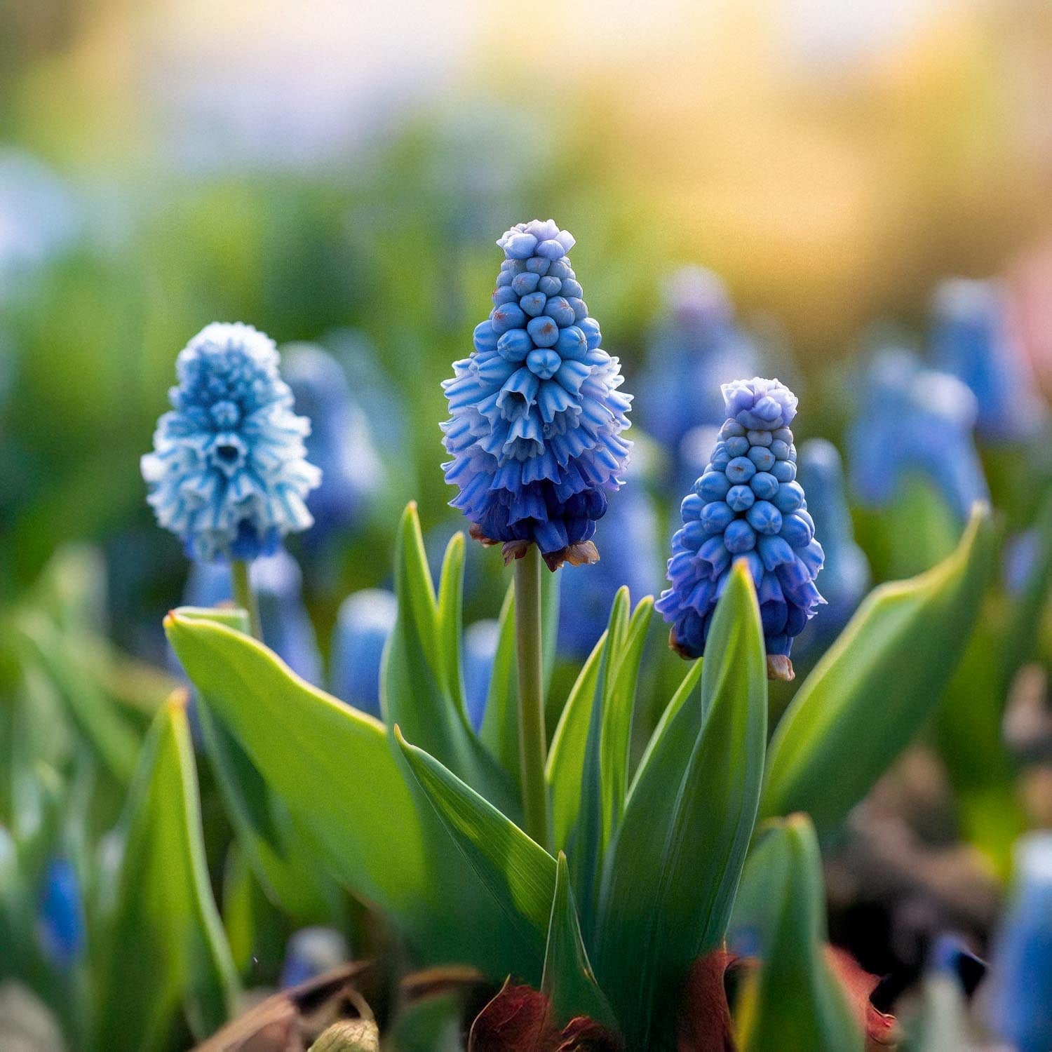 Perlehyacint, Muscari 'Azureum'