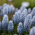 Perlehyacint, Muscari 'Baby's Breath'