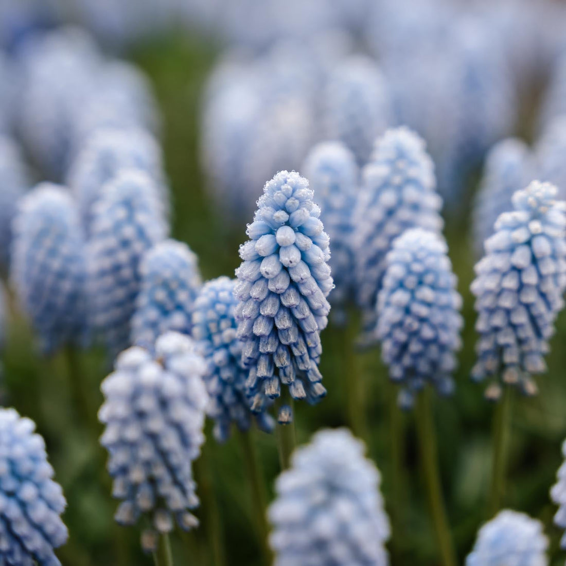 Perlehyacint, Muscari 'Baby's Breath'