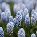 Perlehyacint, Muscari 'Baby's Breath'