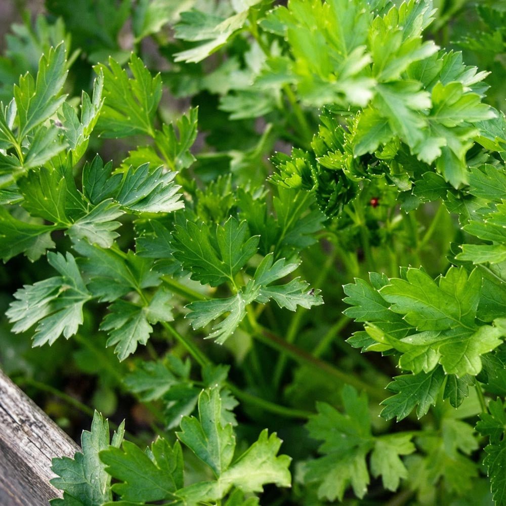 Persille frø 'Comun 3' - 200 Økologiske frø