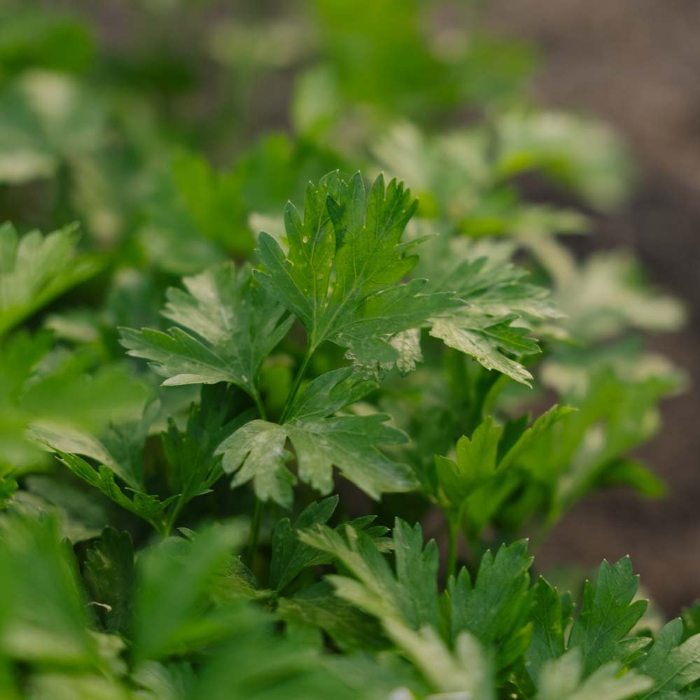 Persille frø 'Giant of Italy' - 200 Økologiske Frø