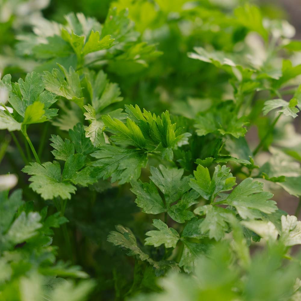 Persille frø 'Giant of Italy' - 200 Økologiske Frø