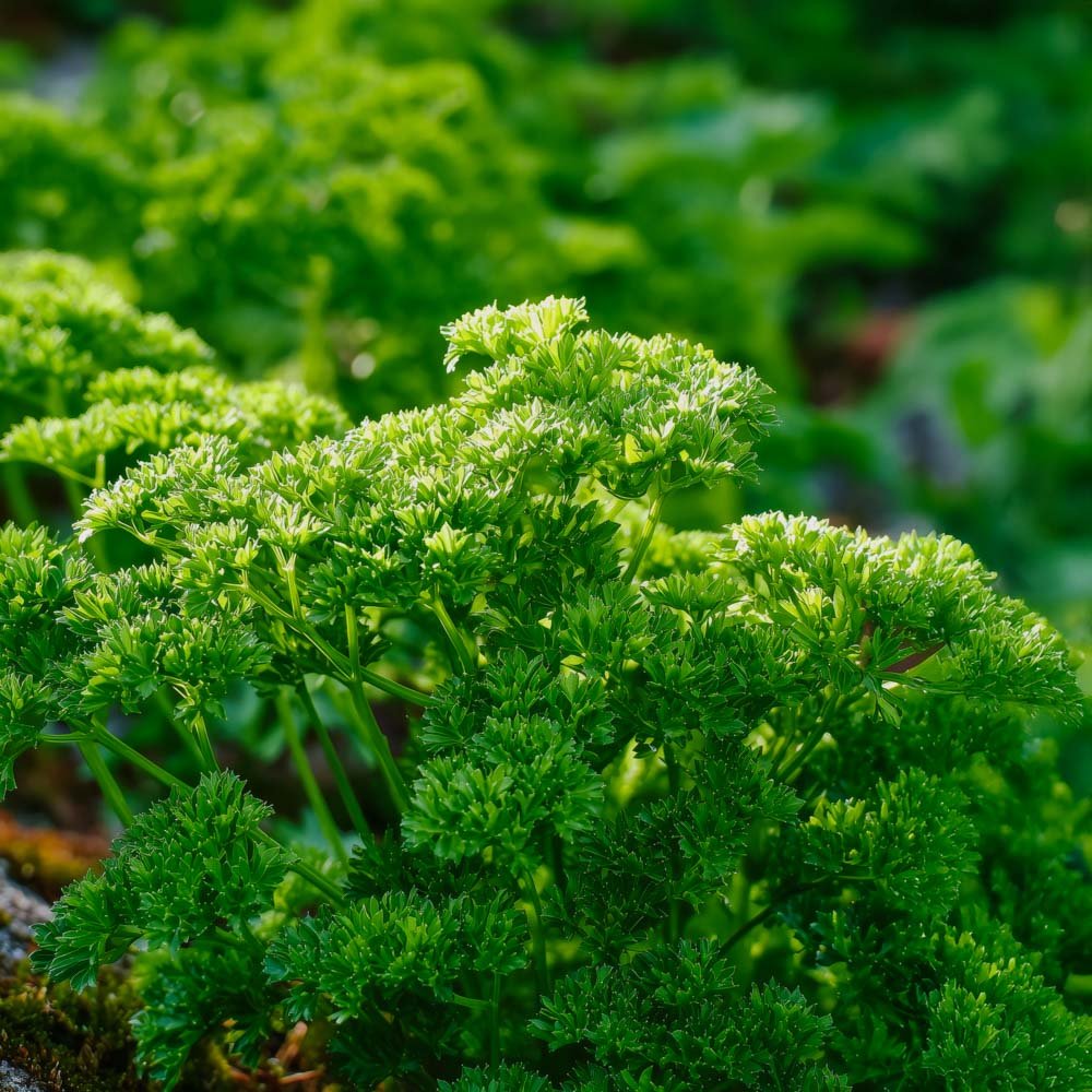 Persille frø 'Moss Curled 2' - 200 Økologiske Frø