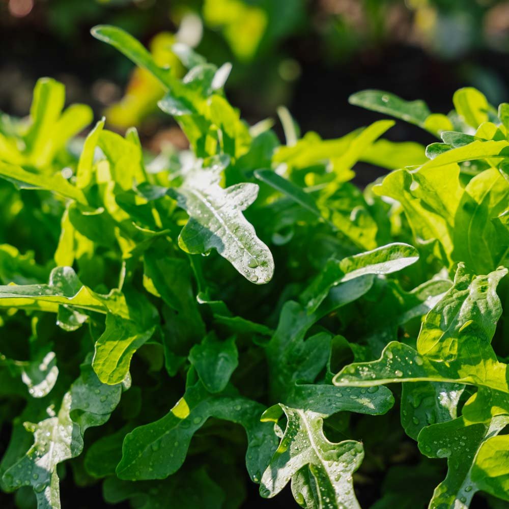 Pluksalat frø 'Catalogna' - 200 Økologiske Frø
