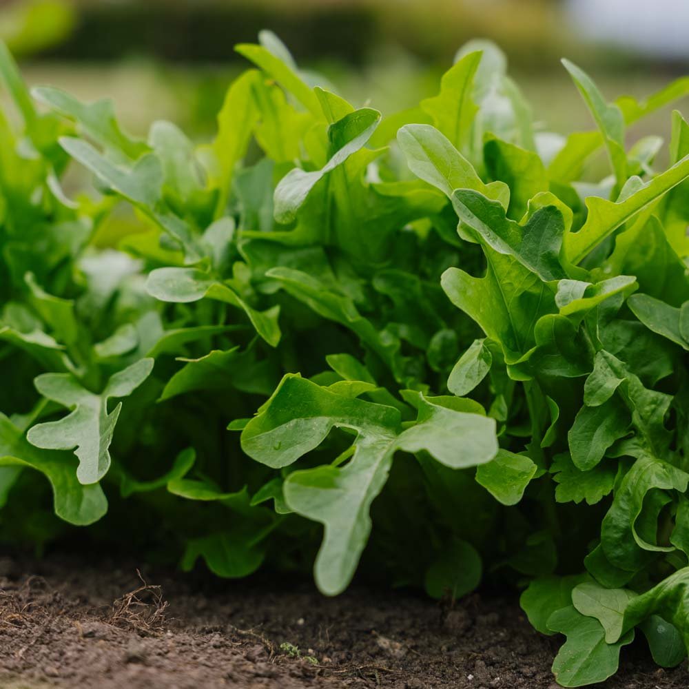 Pluksalat frø 'Catalogna' - 200 Økologiske Frø