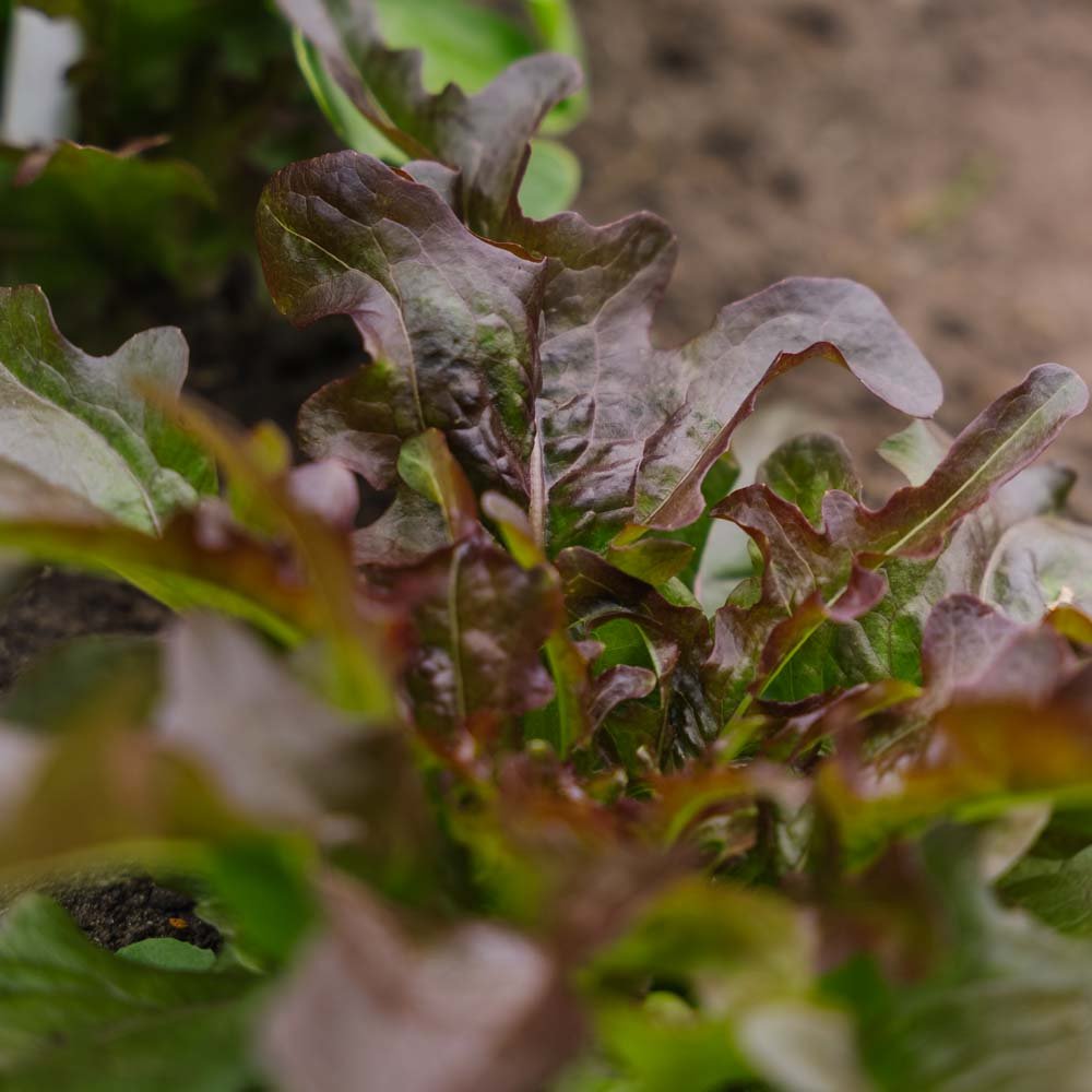 Pluksalat frø 'Cocarde' - 200 Økologiske Frø