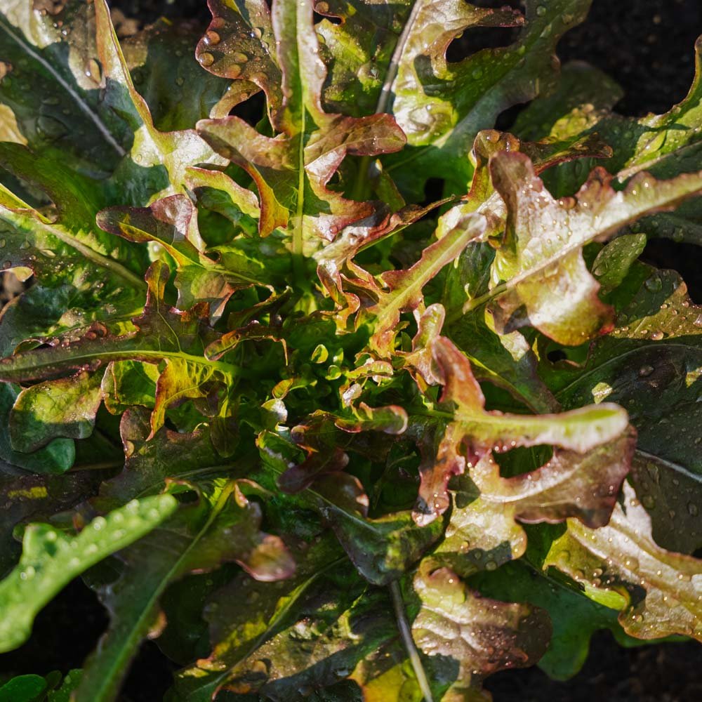 Pluksalat frø 'Cocarde' - 200 Økologiske Frø