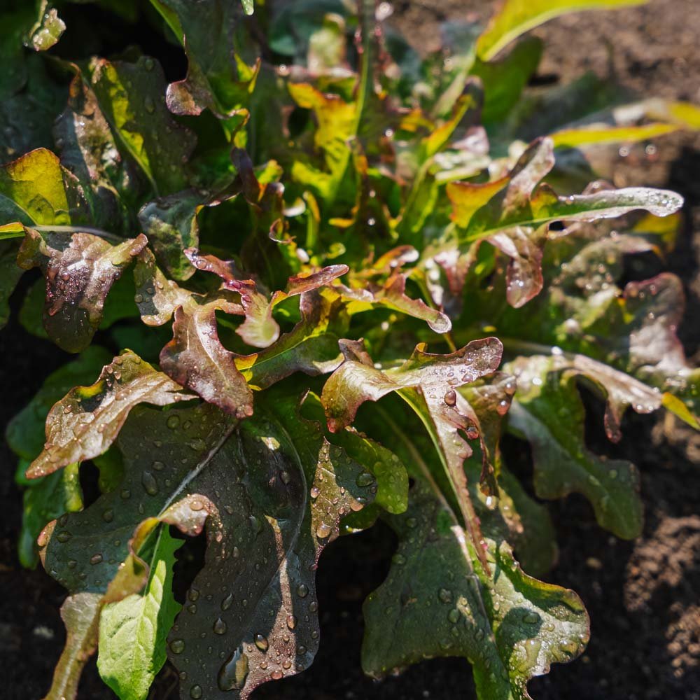 Pluksalat frø 'Cocarde' - 200 Økologiske Frø