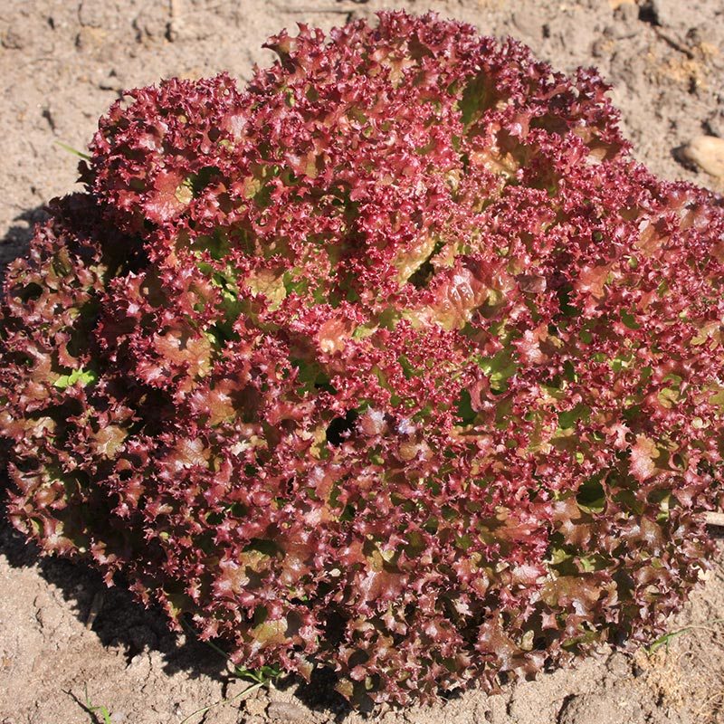 Pluksalat frø 'Lollo rossa' - 200 Økologiske Frø