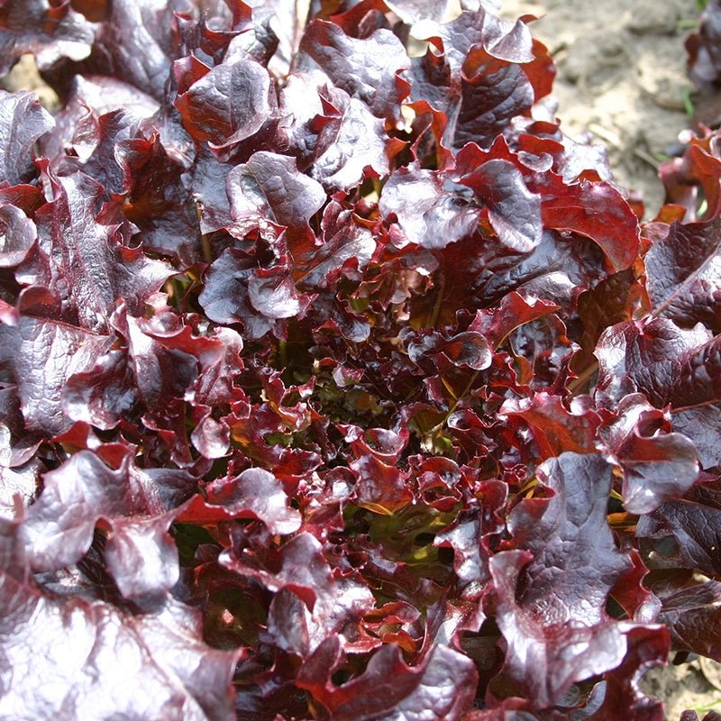 Pluksalat frø 'Red Salad Bowl' - 200 Økologiske Frø