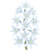 Porcelænshyacint løg / Puschkinia
