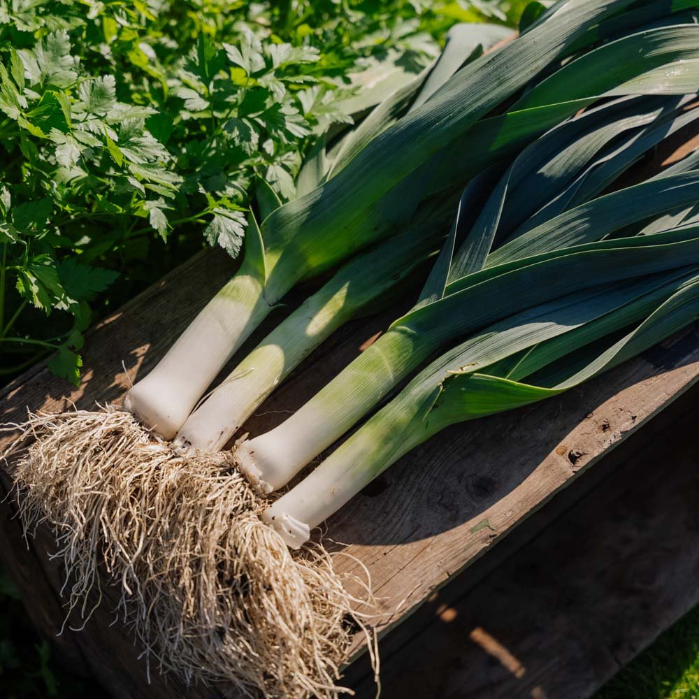 Porrefrø 'Hannibal' - 100 Økologiske Frø