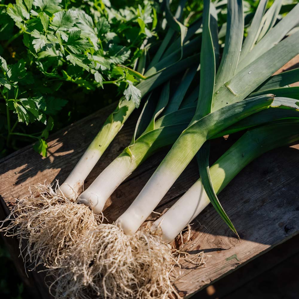 Porrefrø 'Kulaures' - 100 Økologiske Frø