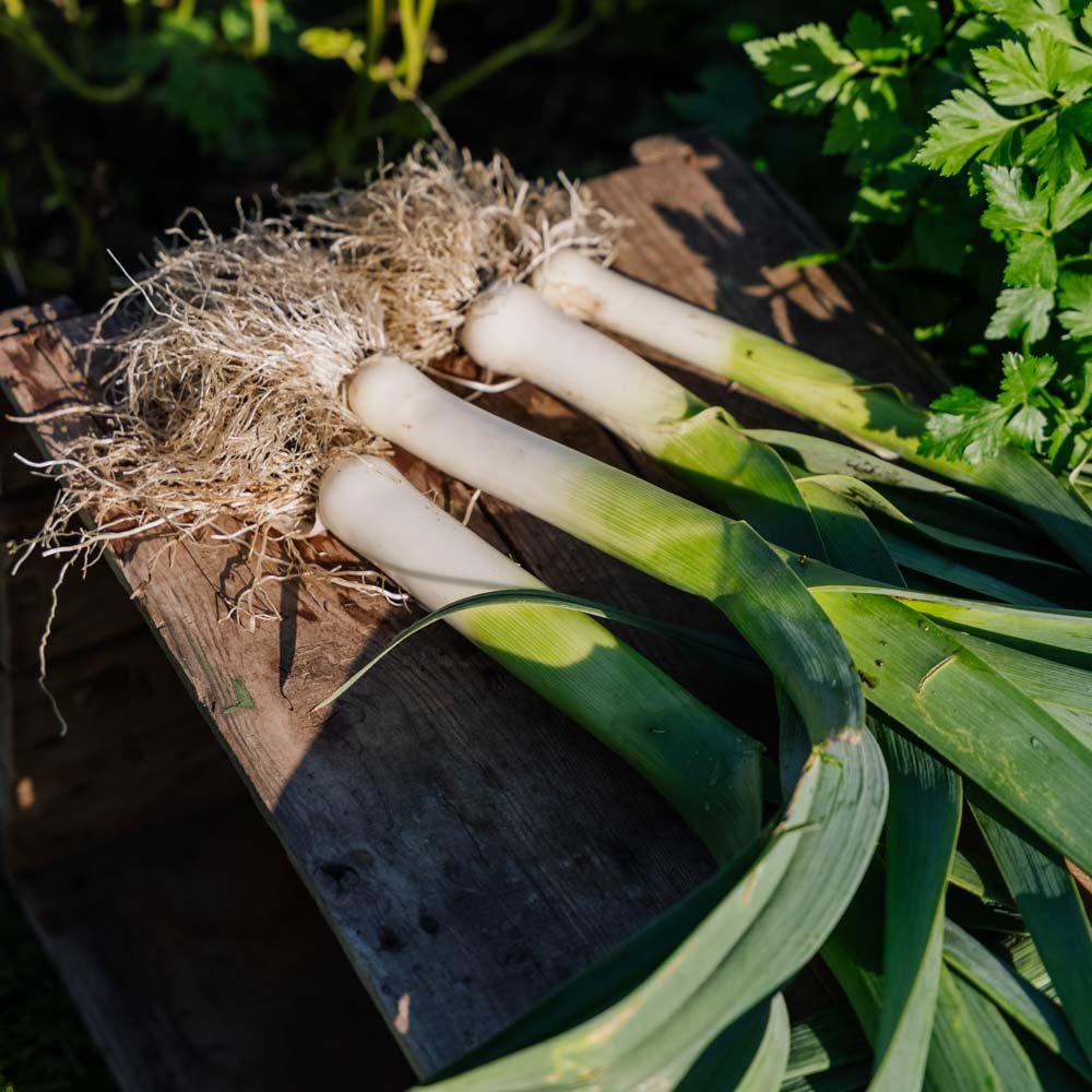 Porrefrø 'Kulaures' - 100 Økologiske Frø
