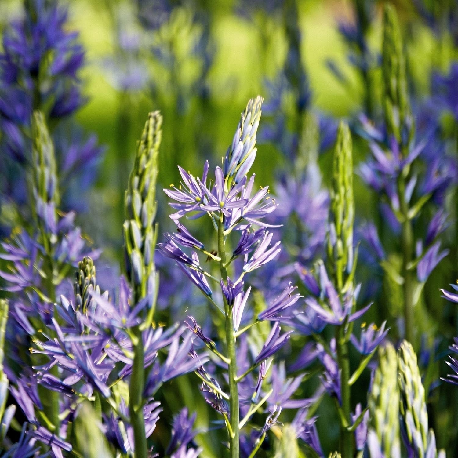 Prærielilje, Camassia 'Caerulea'