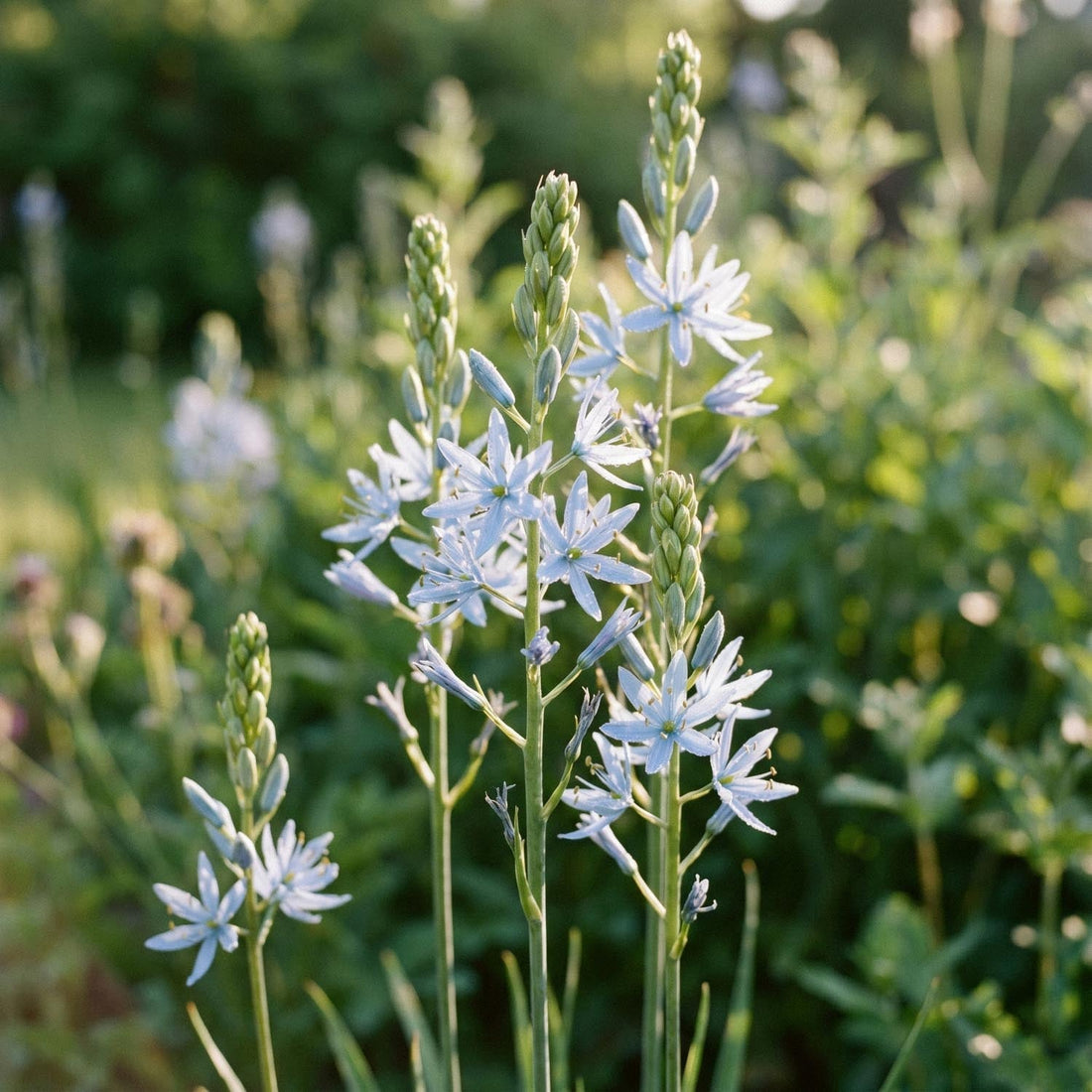 Prærielilje, Camassia 'Cusickii'
