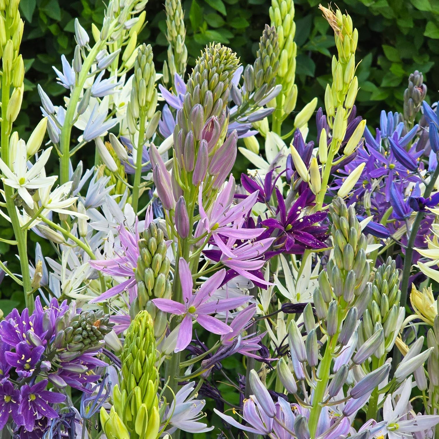 Prærieliljeblanding, Camassia 'Breeder Mixed'