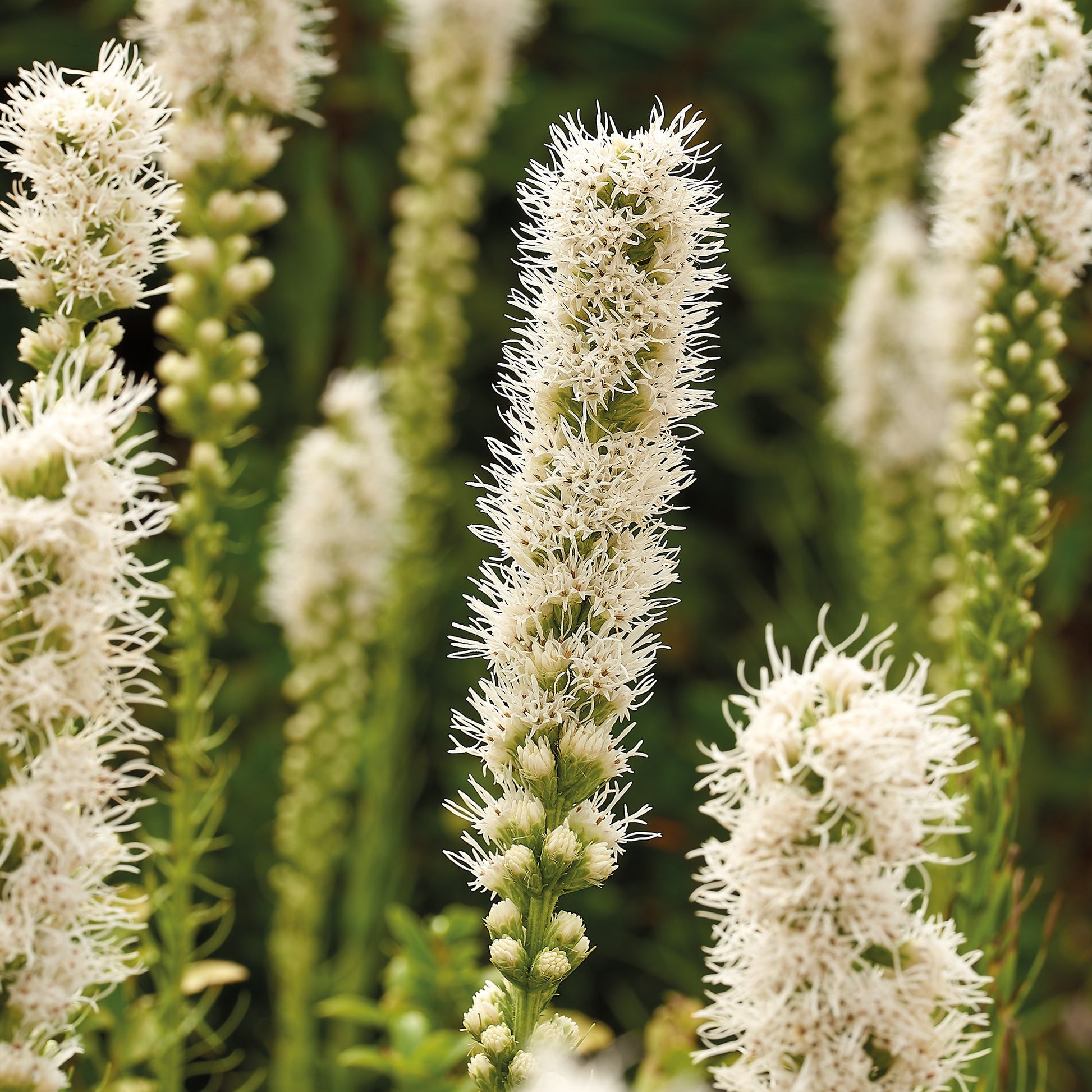 Pragtskær, Liatris 'Alba'