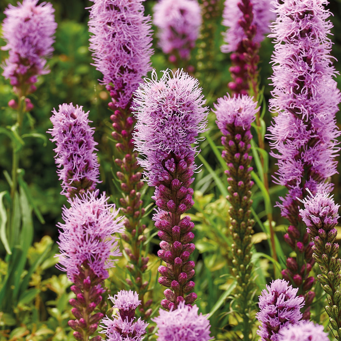 Pragtskær, Liatris 'Spicata'