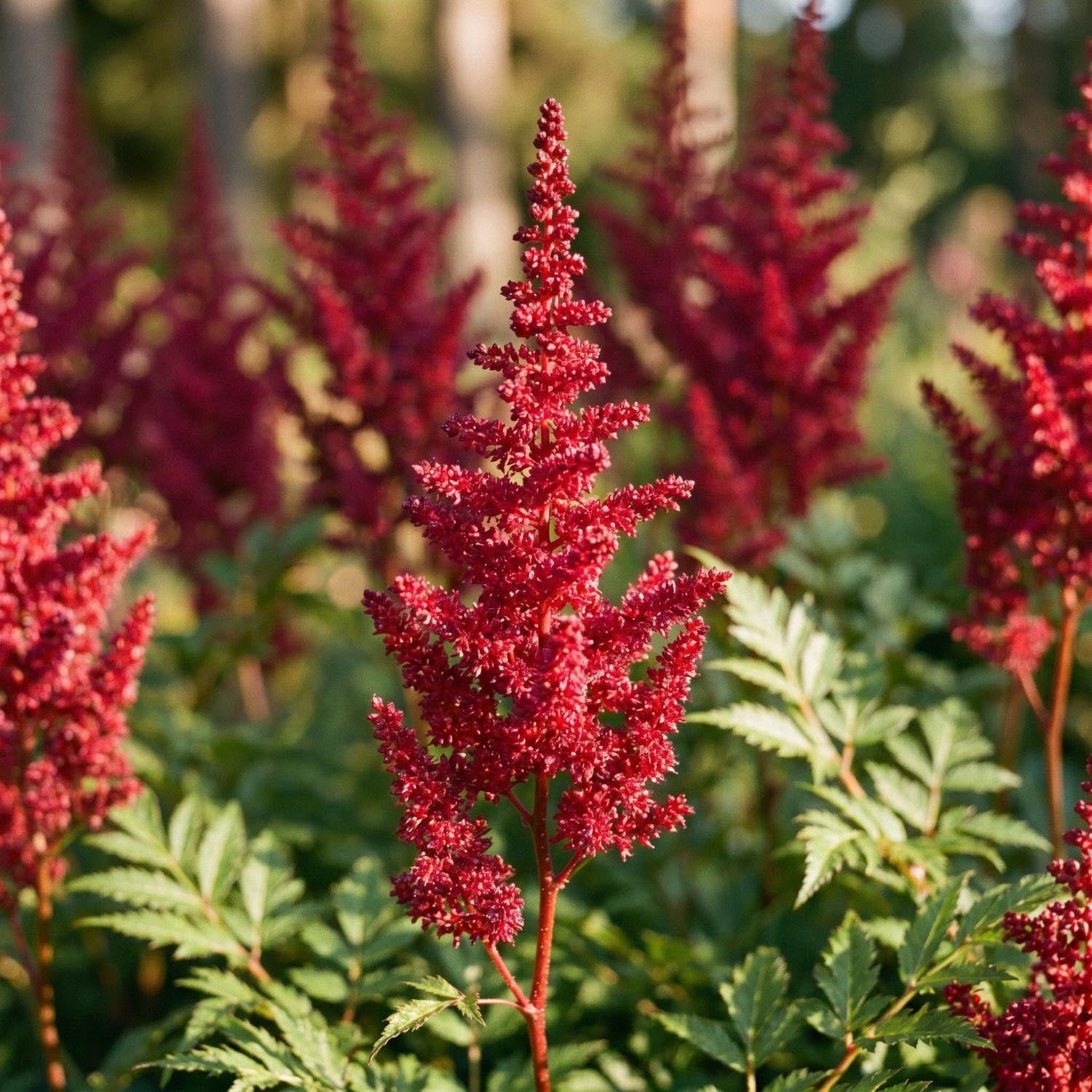 Pragtspir, Astilbe 'Fanal'