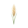 Blomsterfrø