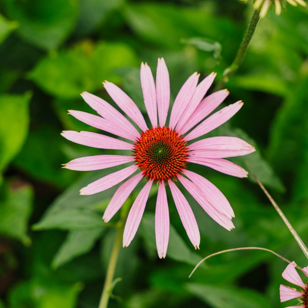 Purpursolhat frø - 90 Økologiske Frø