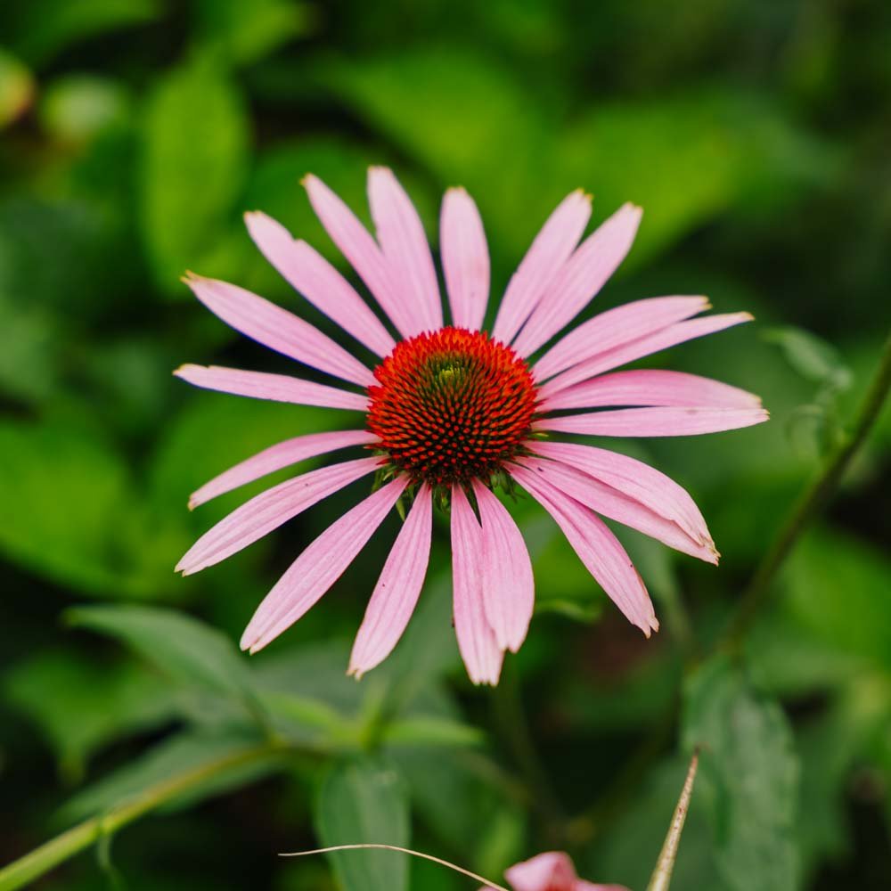 Purpursolhat frø - 90 Økologiske Frø