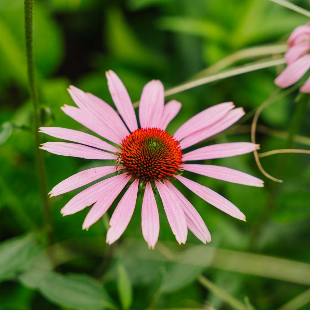 Purpursolhat frø - 90 Økologiske Frø