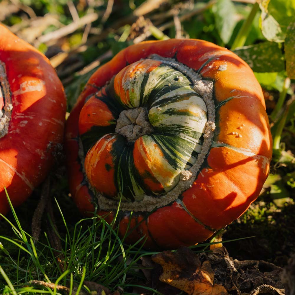 Pyntegræskar frø 'Bischofsmütze' - 5 Økologiske Frø