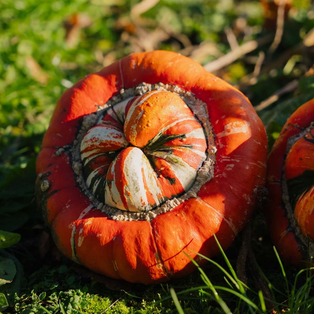 Pyntegræskar frø 'Bischofsmütze' - 5 Økologiske Frø