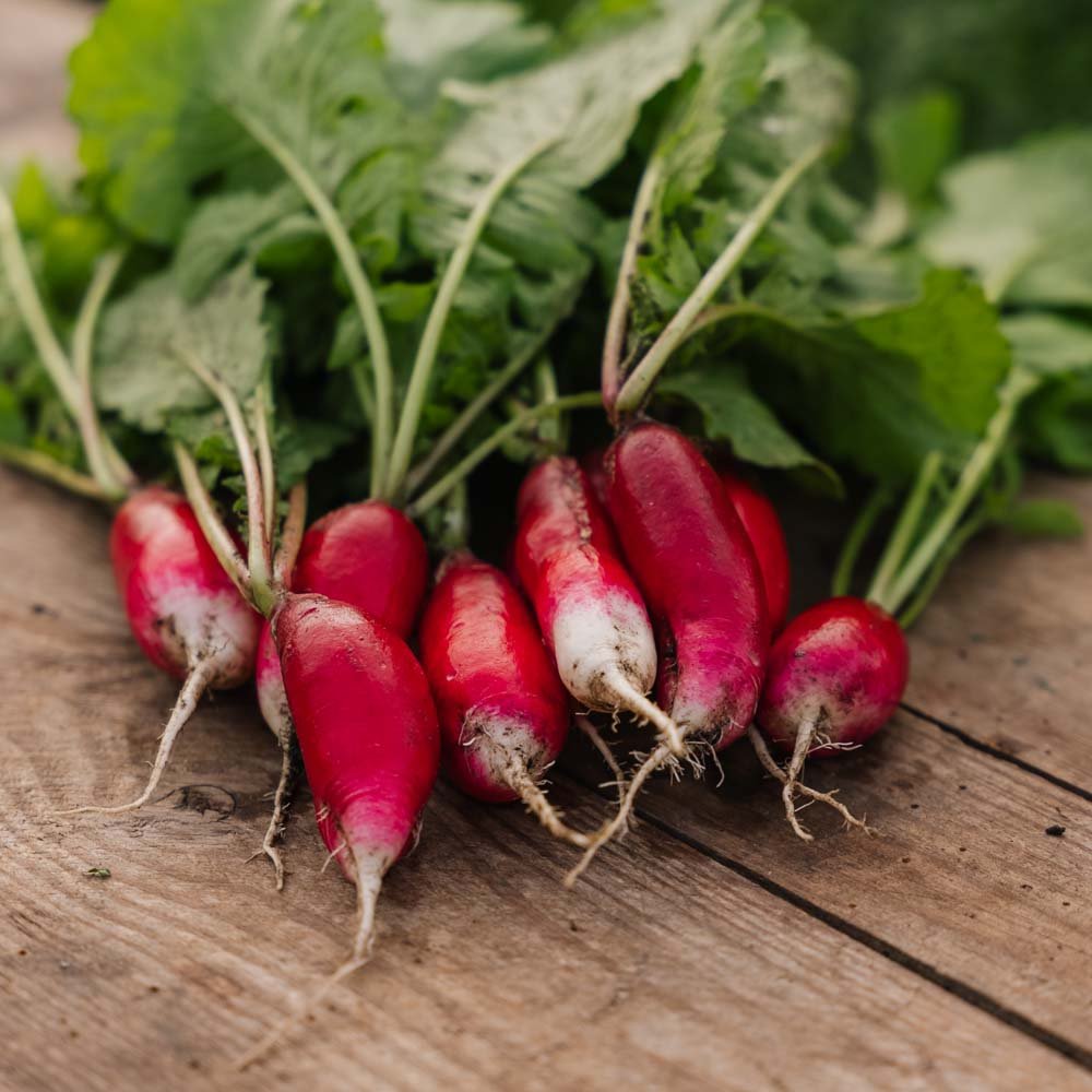 Radisefrø 'French Breakfast 2' - 50 Økologiske Frø