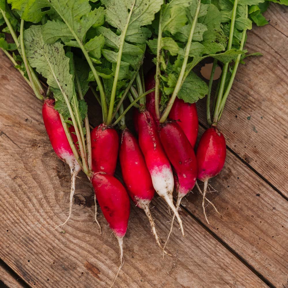 Radisefrø 'French Breakfast 2' - 50 Økologiske Frø
