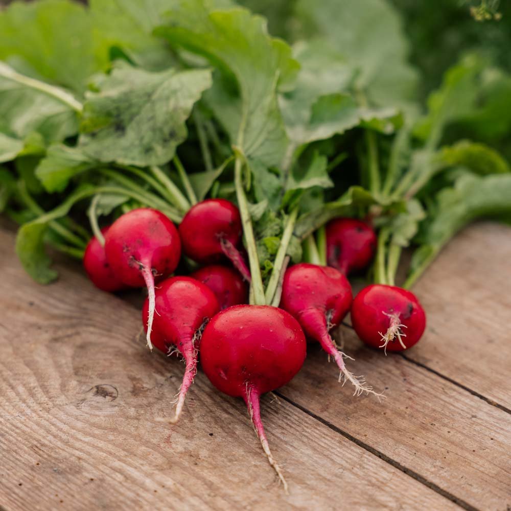 Radisefrø 'Rudi' - 50 Økologiske Frø