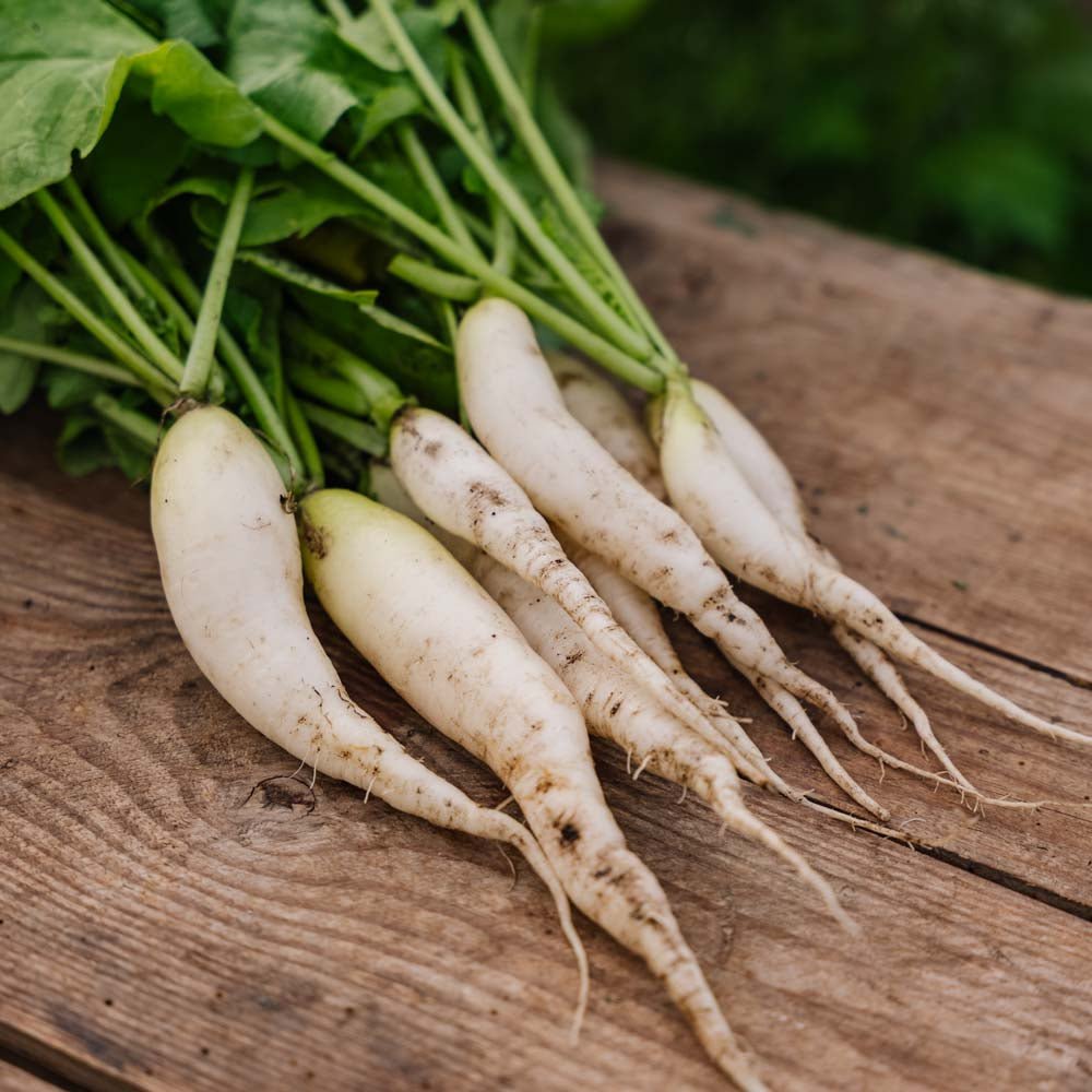 Radisefrø 'White Icicle' - 50 Økologiske Frø