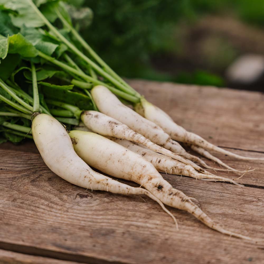 Radisefrø 'White Icicle' - 50 Økologiske Frø