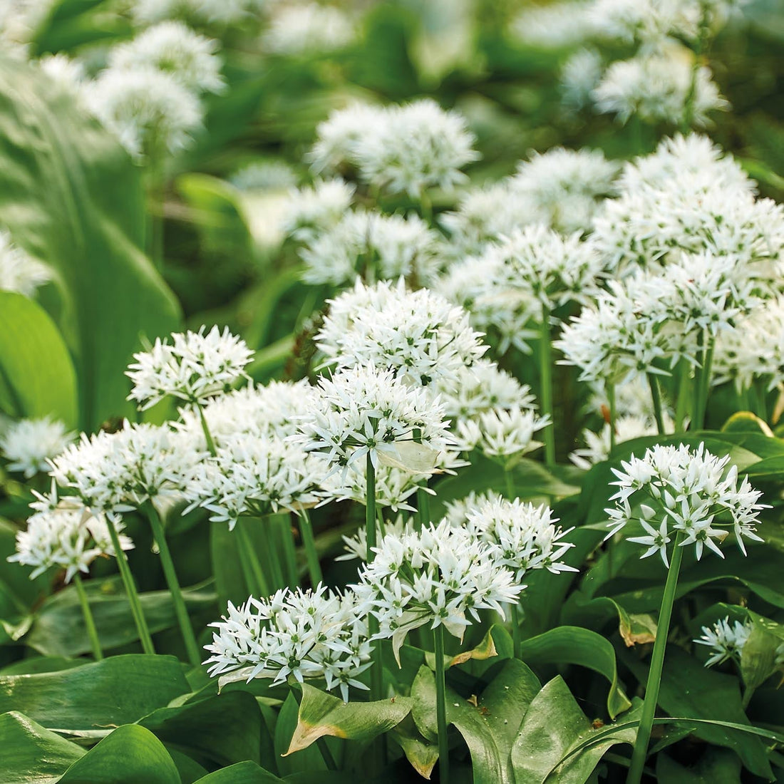 Ramsløg, Allium 'Ursinum'