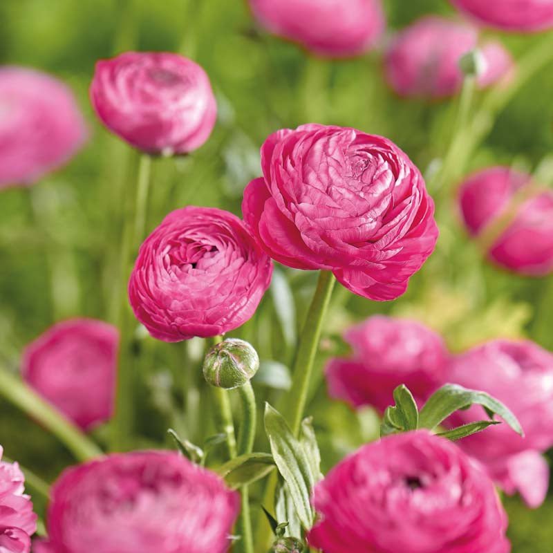 Ranunkel 'Pink'