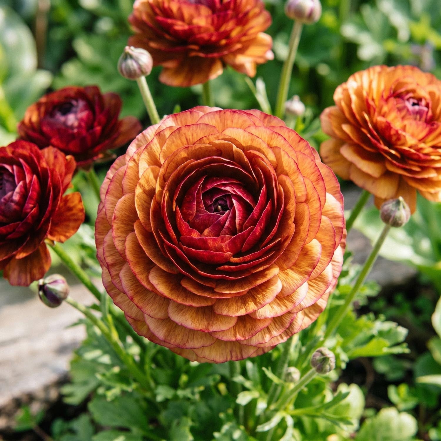 Ranunkel, Ranunculus 'Picotee Café'