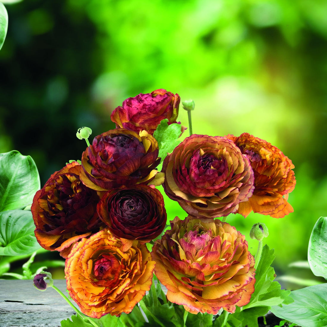 Ranunkel, Ranunculus 'Picotee Café'