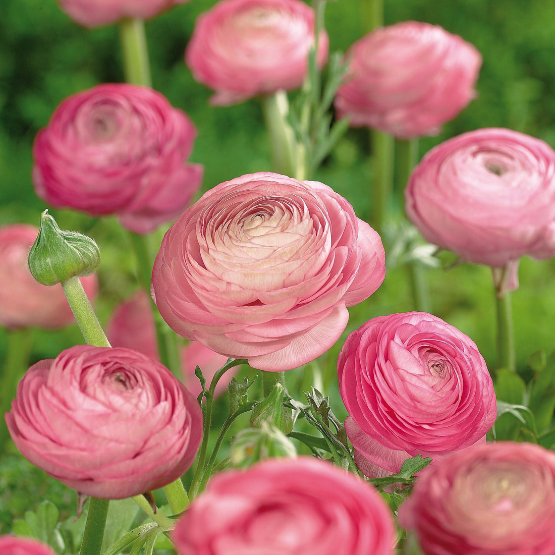 Ranunkel, Ranunculus 'Picotee Rose'