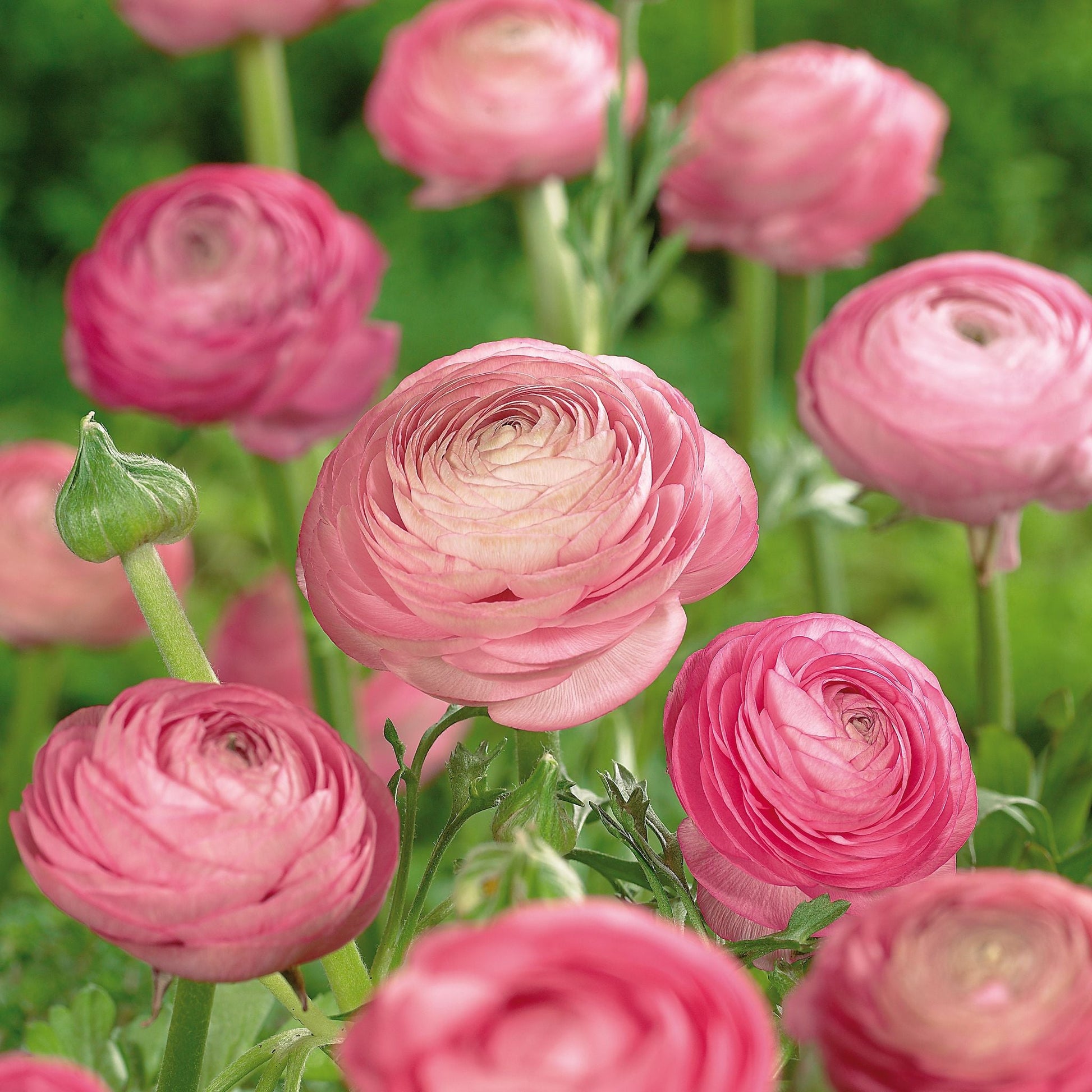 Ranunkel, Ranunculus 'Picotee Rose'