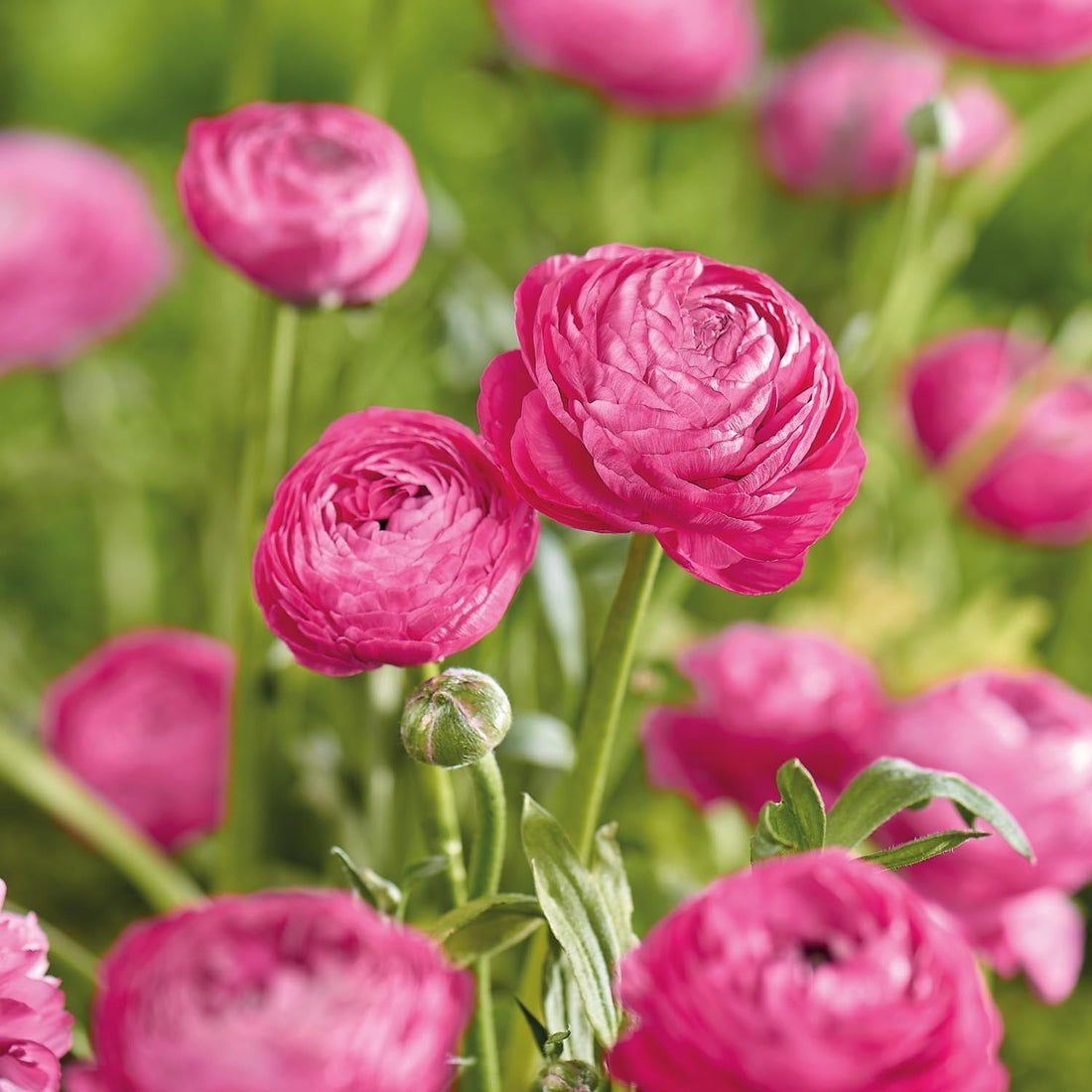 Ranunkel, Ranunculus 'Pink'