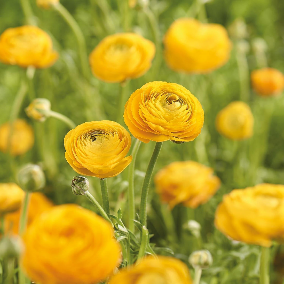 Ranunkel, Ranunculus 'Yellow'