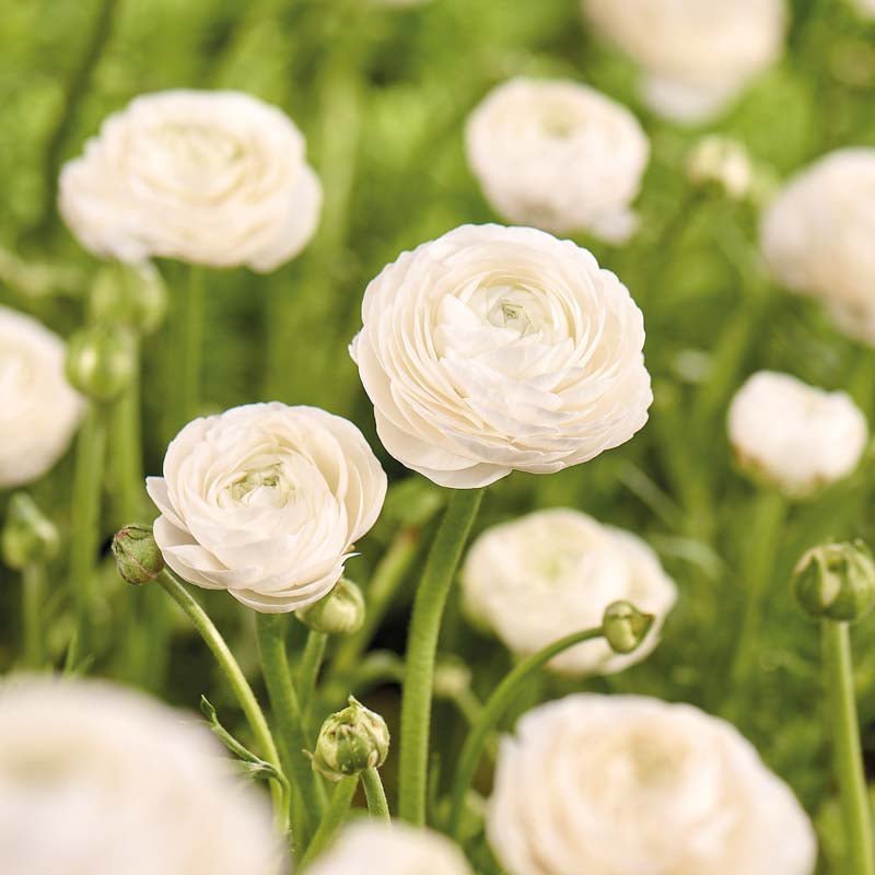 Ranunkel 'White'